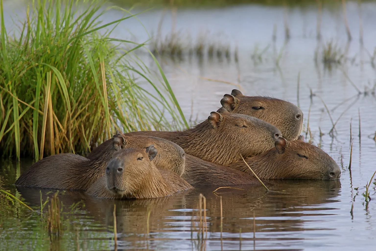 группа капибар в воде
