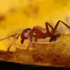 Рыжий лесной муравей Formica polyctena на жёлтом осеннем листе крупным планом