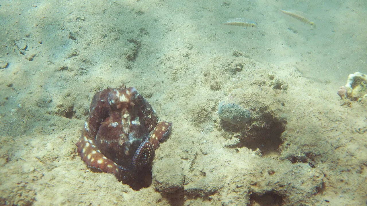 Осьминог маскируется под цвет морского дна
