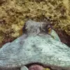 Обыкновенный осьминог среди камней и водорослей